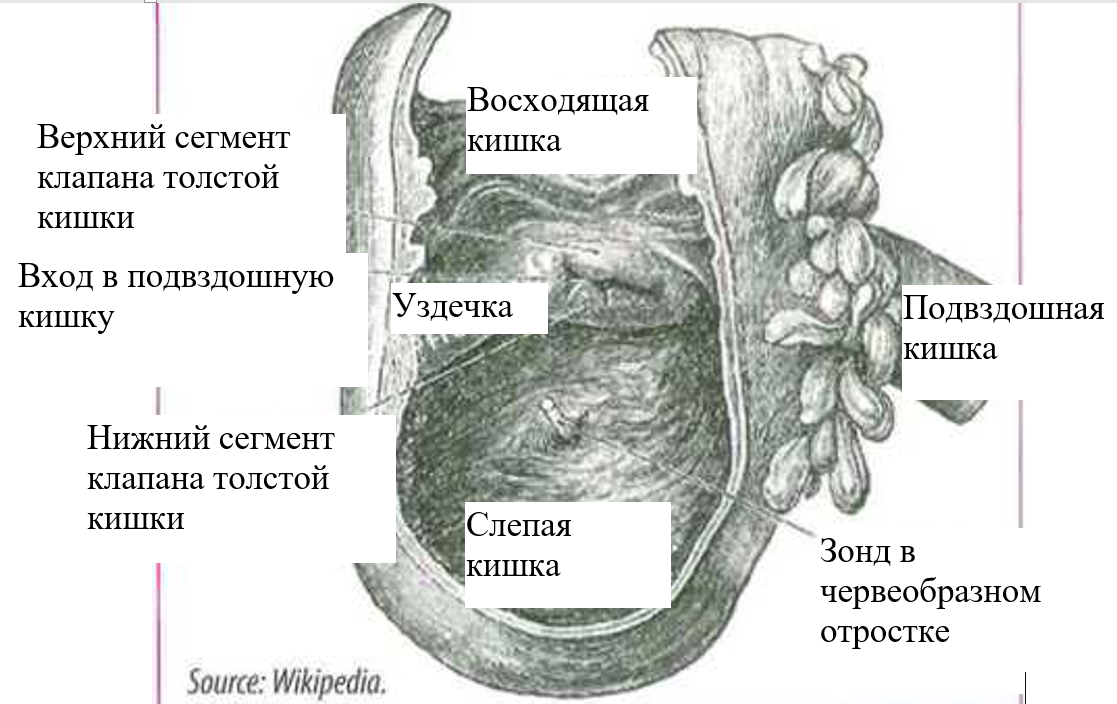 Баугиниевая заслонка кишечника где находится