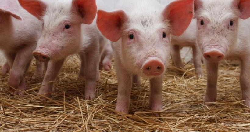 Составляем рацион кормления свиней до жирных кондиций